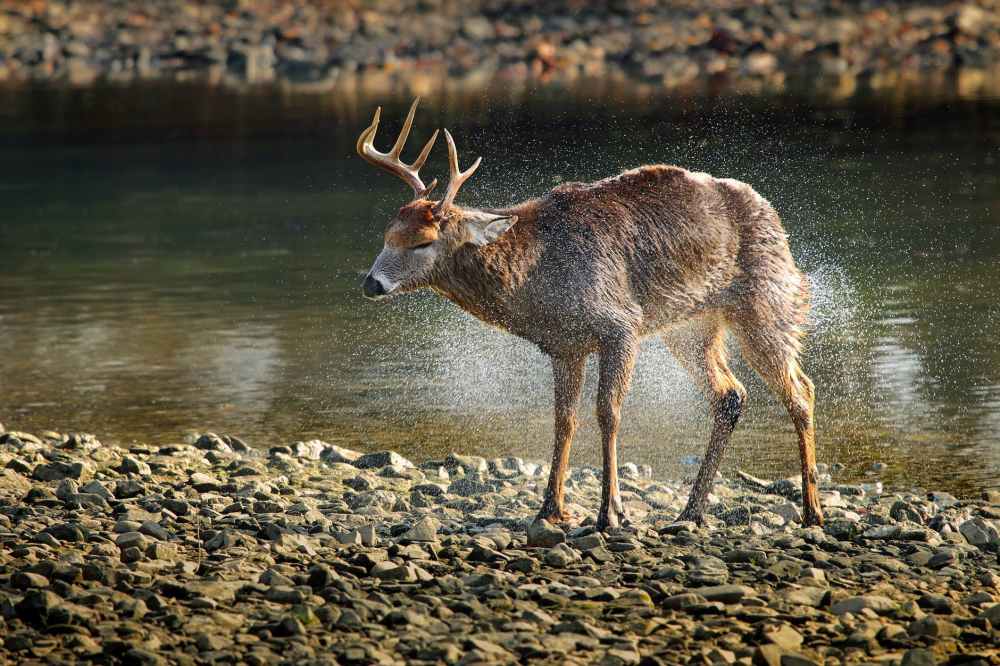 side view of deer walking in lake at forest