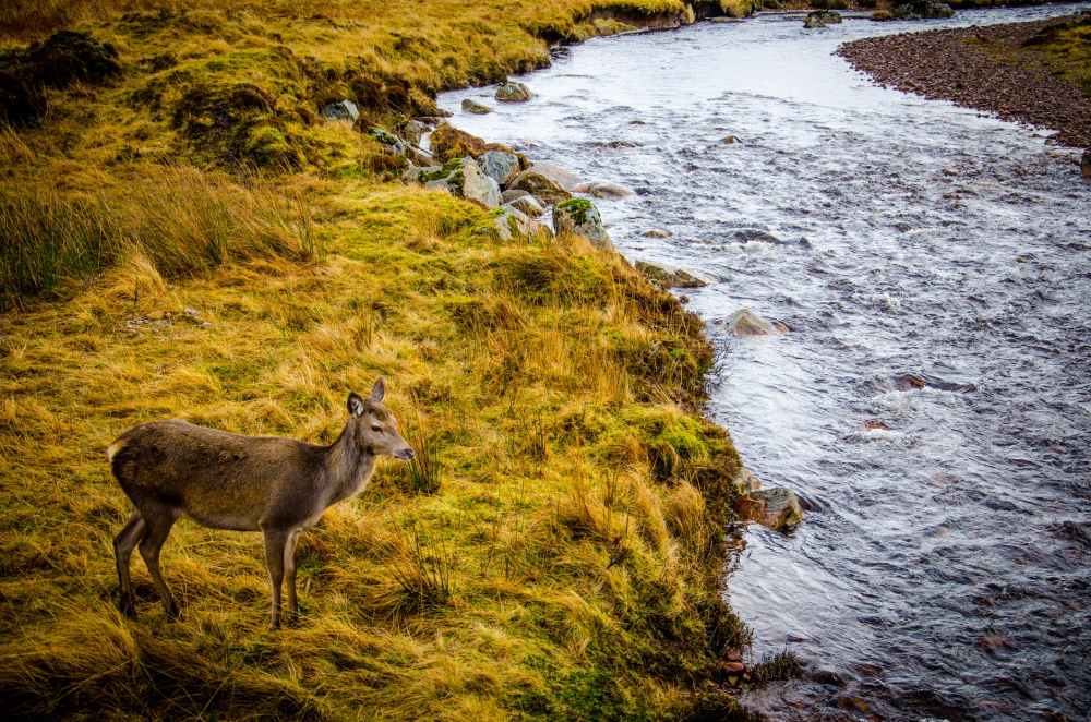 brown deer standing on grass beside river during daytime