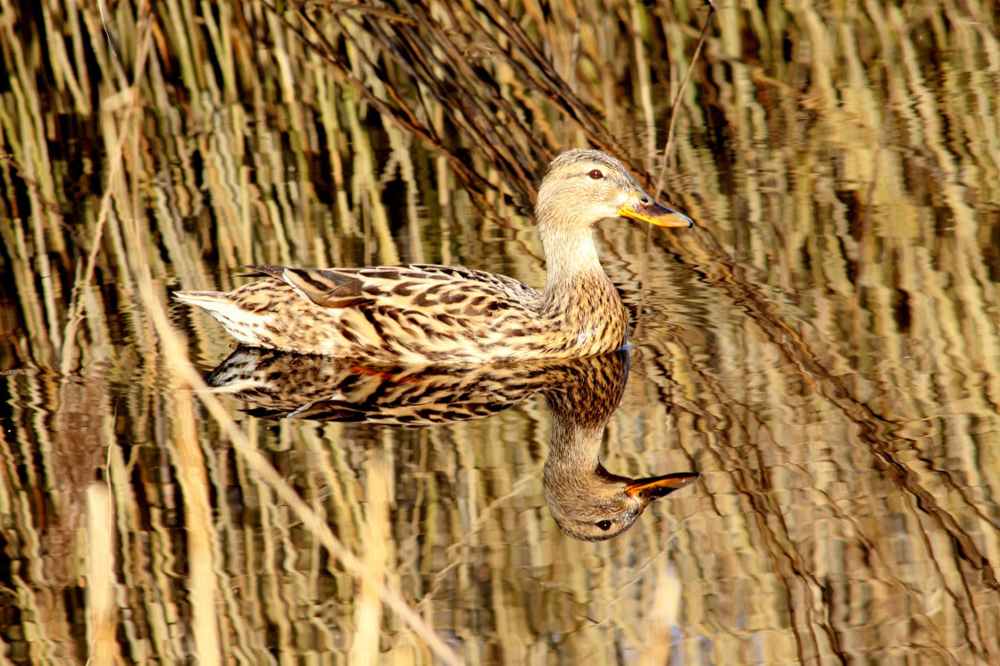 brown and white mullard duck