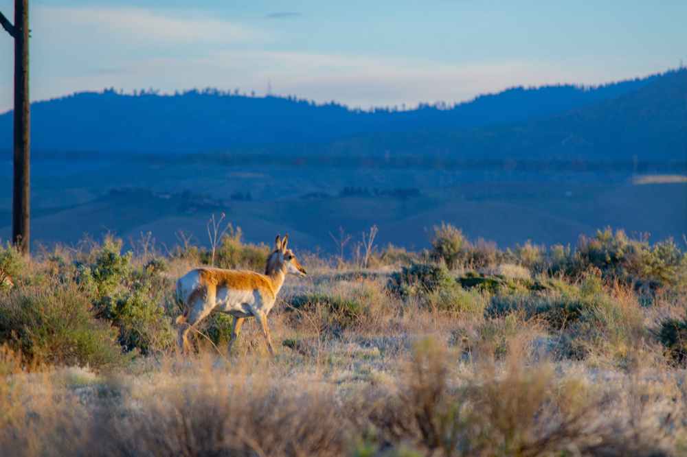 brown deer on green grass field