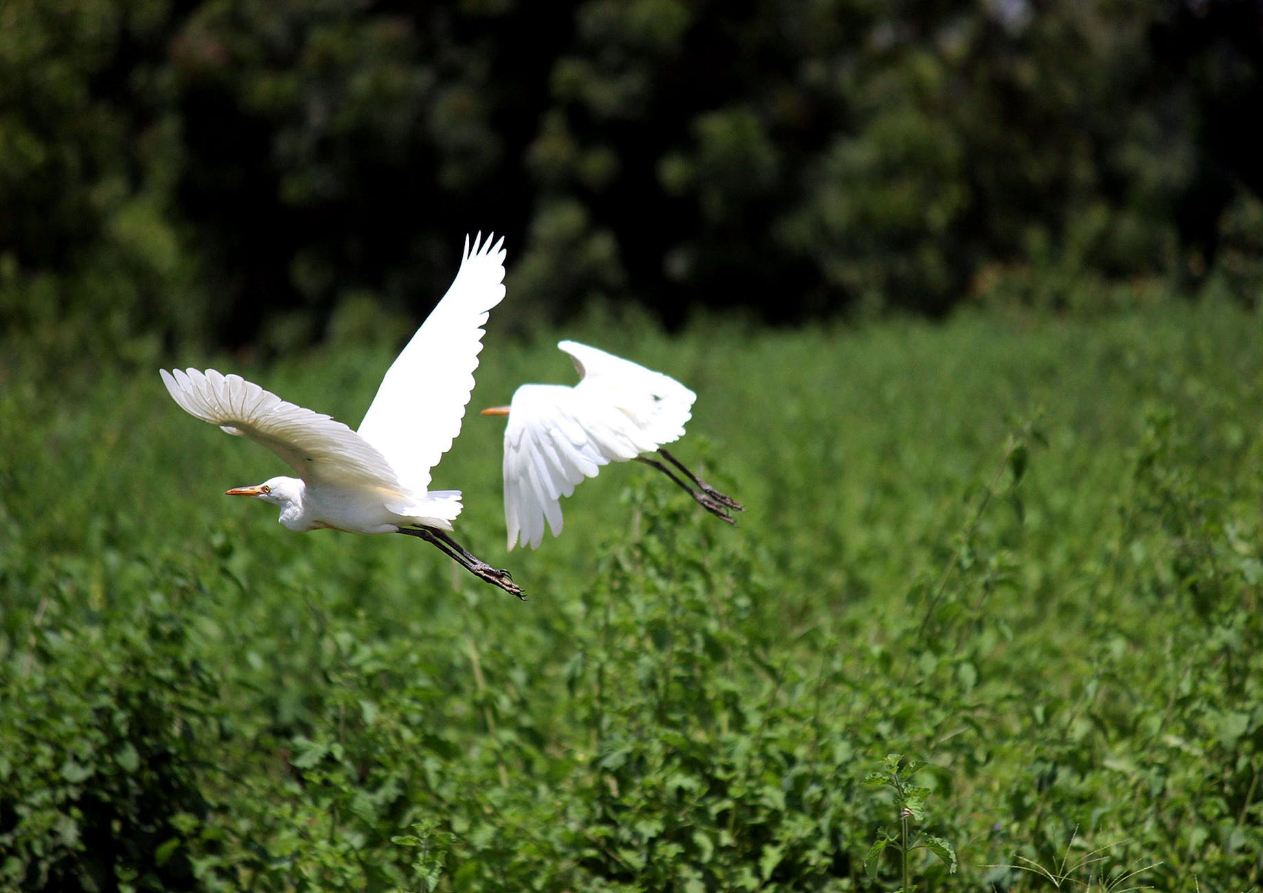 bird park river egret