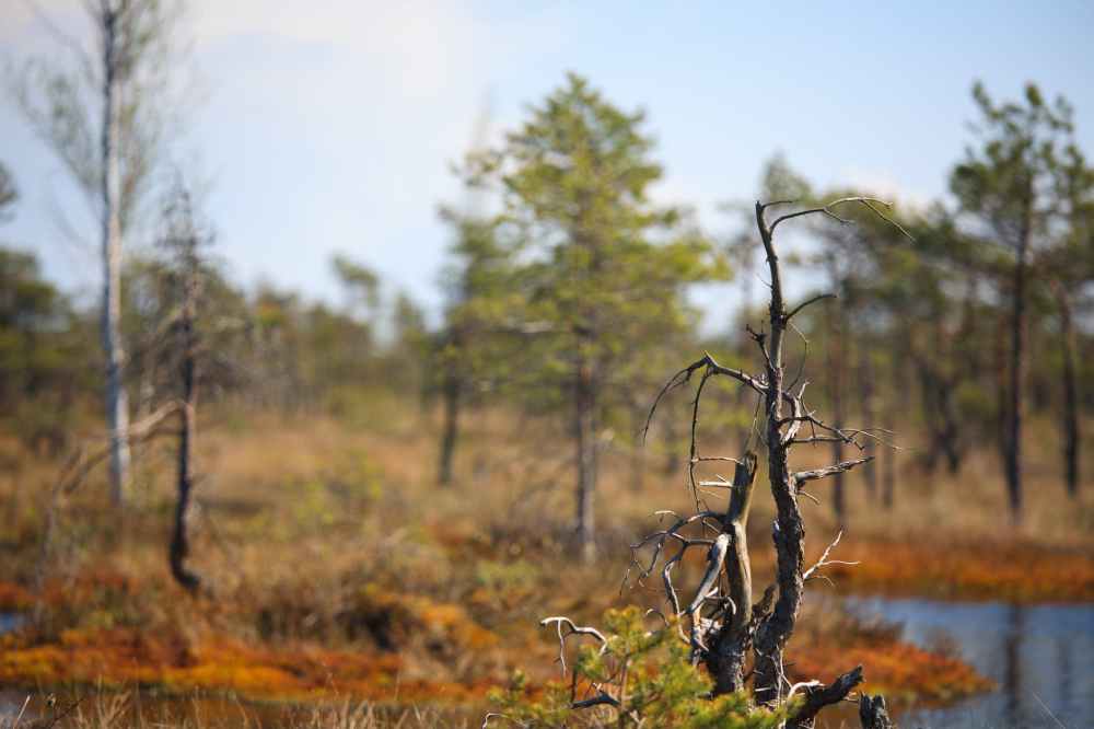 selective focus of tree trunk