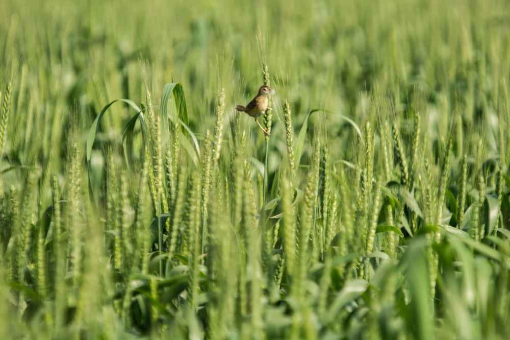 brown seedeater bird