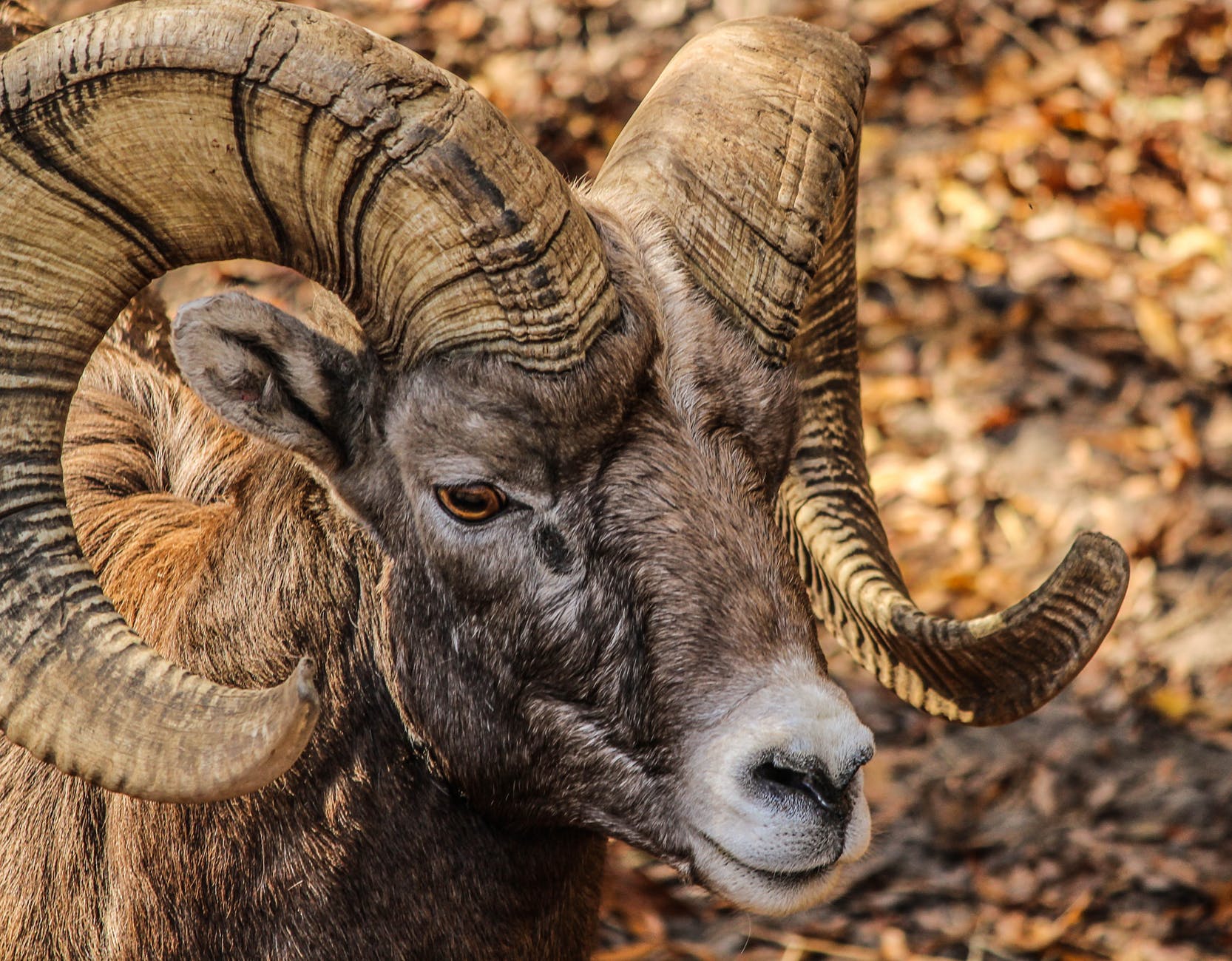 black and brown ram animal