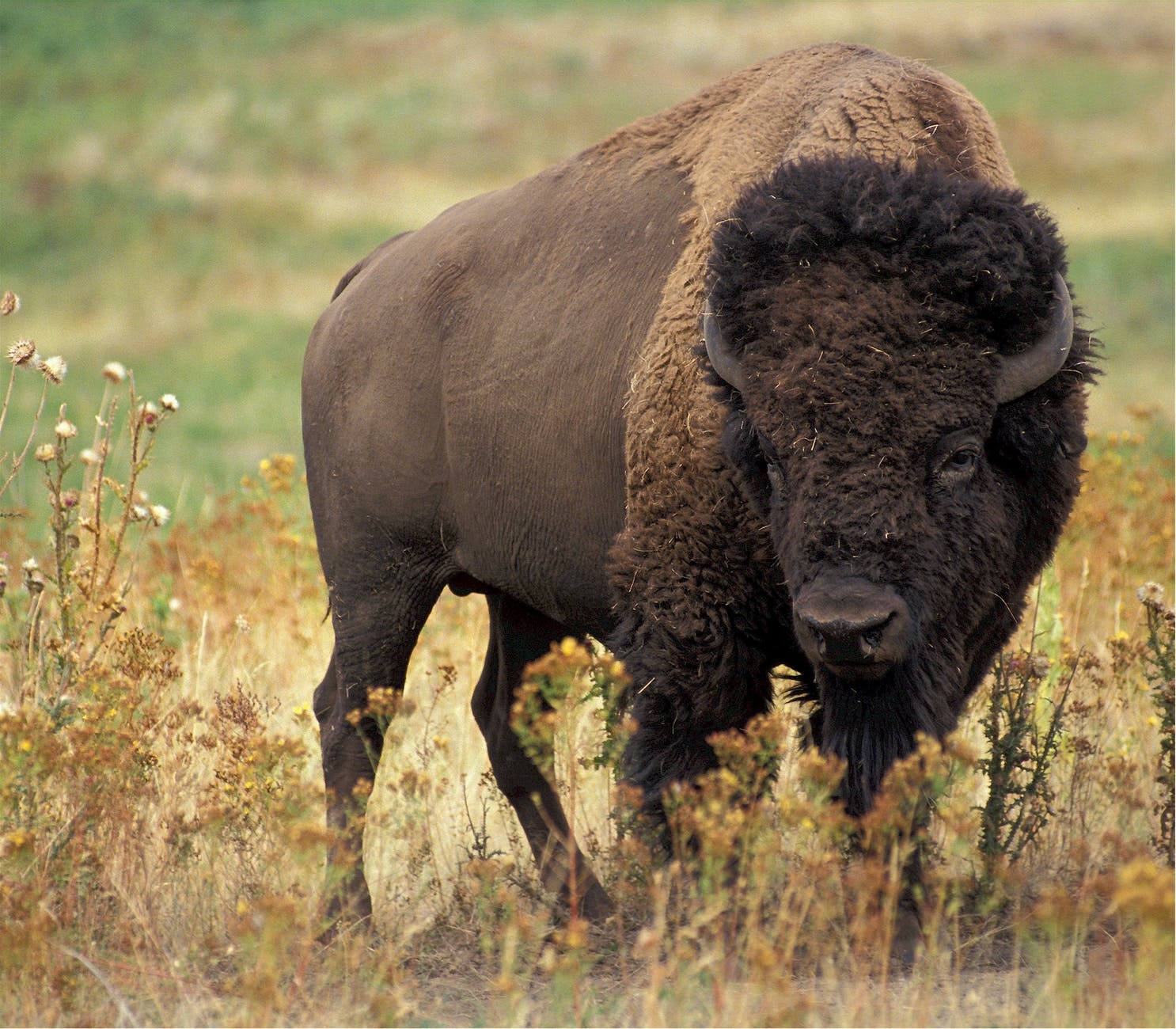 large bison