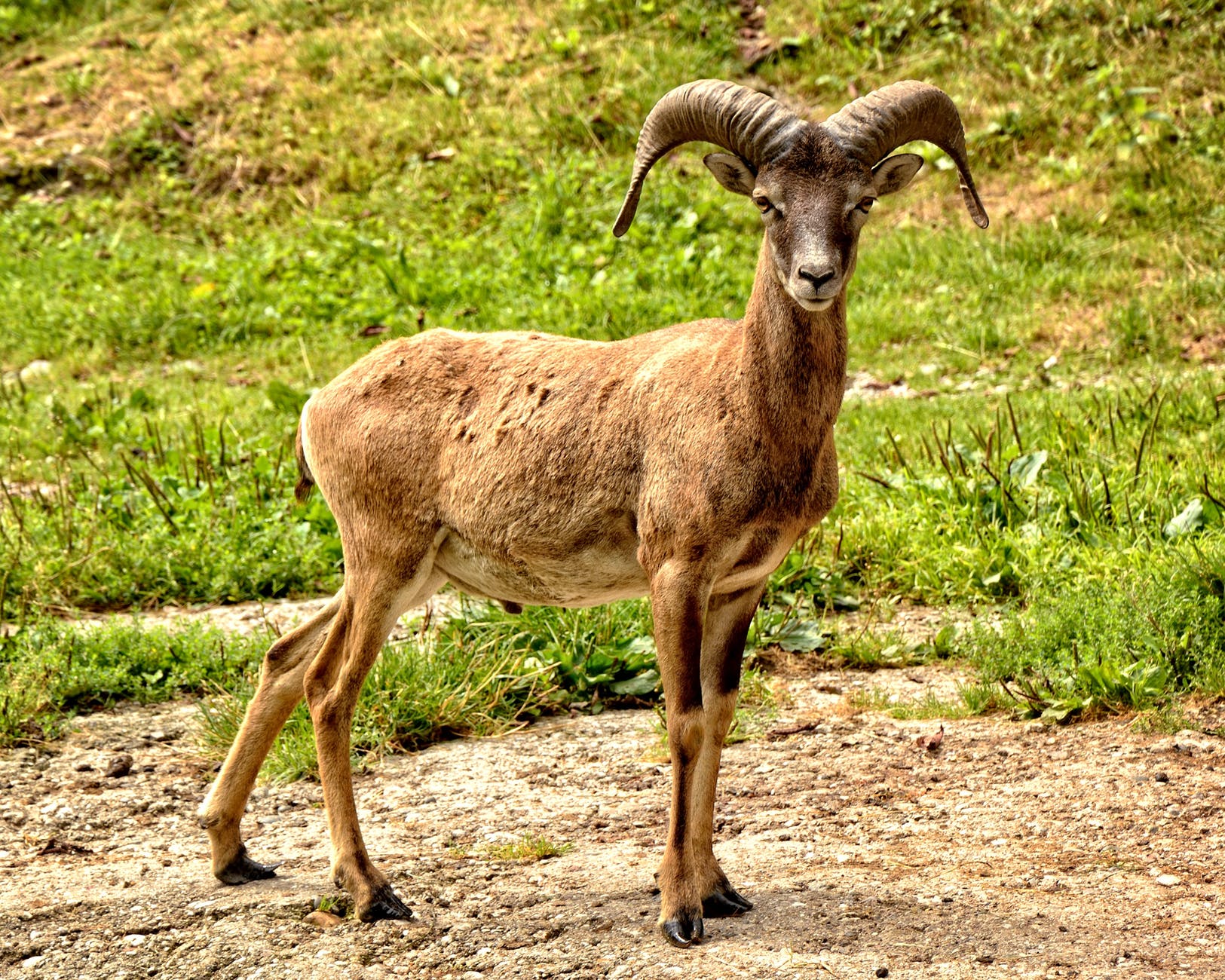 animal animal photography animal portrait bighorn sheep