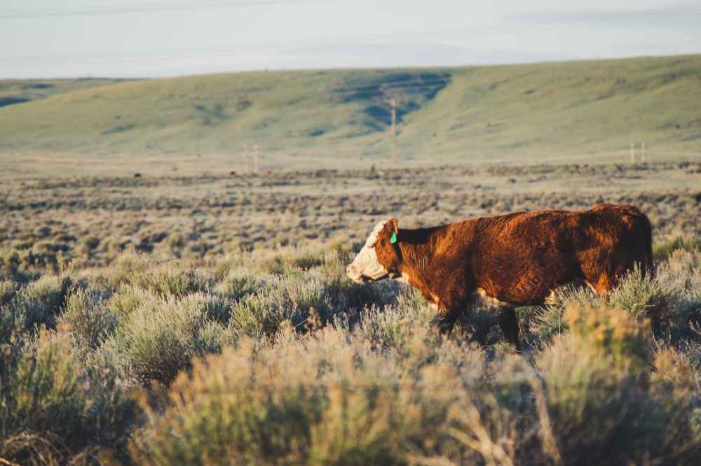 brown and white cattle in the middle of grassland