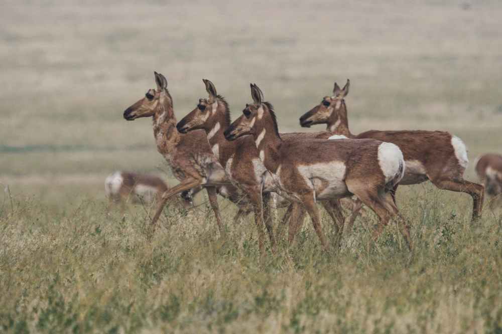herd of brown doe walking on field