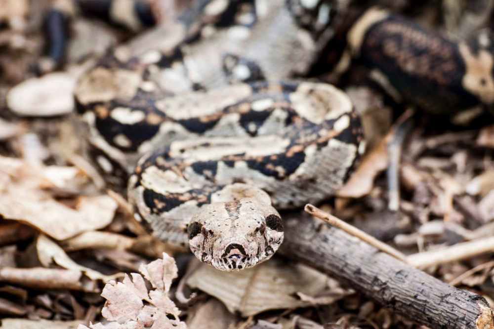 shallow focus photography of python