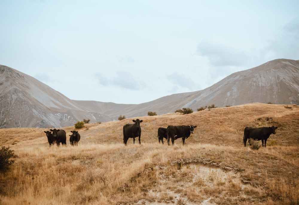 herd of cattle on brown grass mountain under white sky