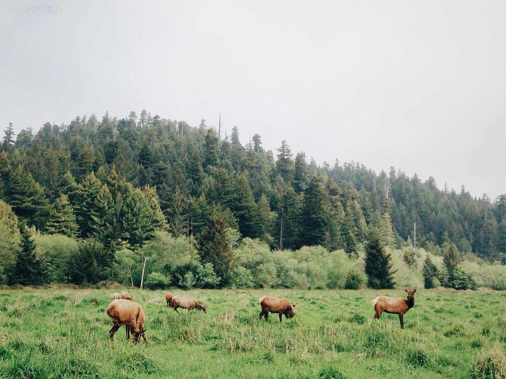 pack of deer eating on plane grass field during daytime